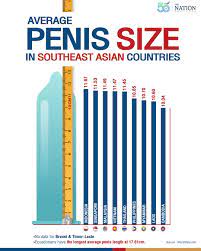 Penis size average
